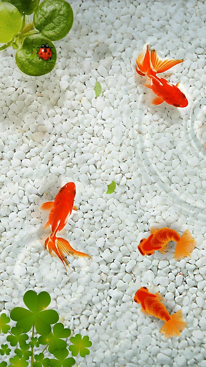 iPhone Goldfish, ursprünglicher iphone Fisch HD-Handy-Hintergrundbild