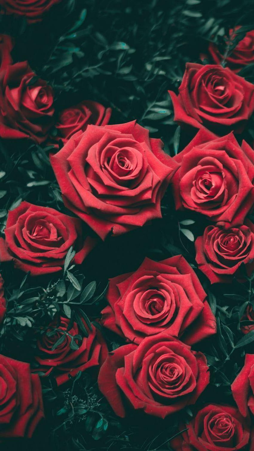 tumblr roses backgrounds