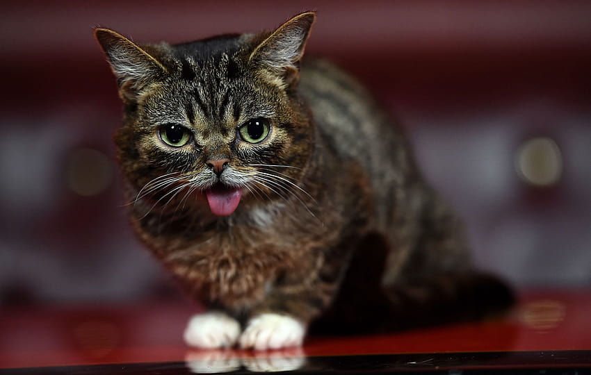 RIP, Lil Bub! Il gatto preferito di internet è morto Sfondo HD