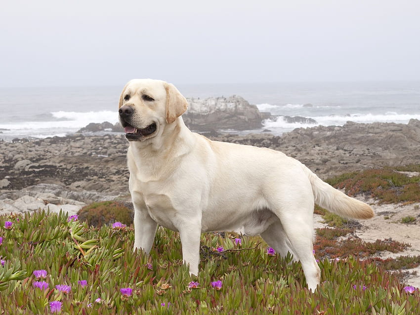 Yellow Labrador Retriever, labrador retrievers HD wallpaper