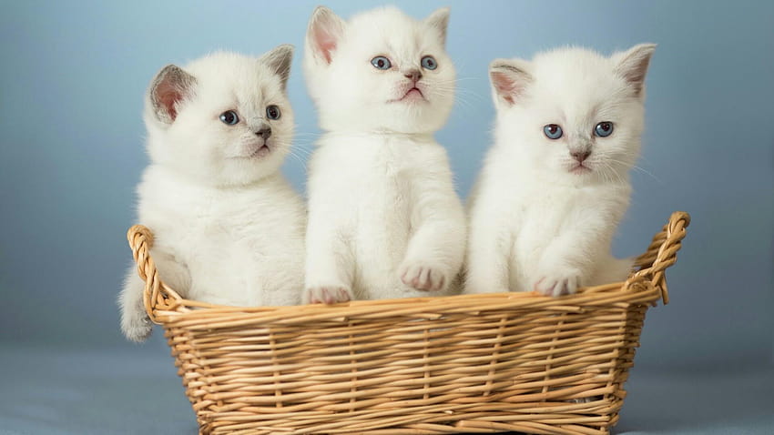 White Cats In The Basket, pieno di simpatici gatti per laptop Dell Sfondo HD