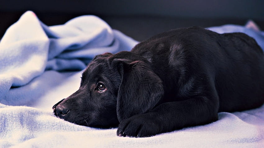 Black Labrador Retriever Puppy , Iphone Backgrounds, black lab puppies HD  wallpaper | Pxfuel