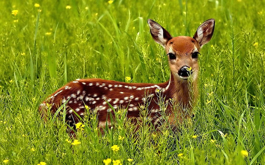Cute little Red Deer in a green grass HD wallpaper