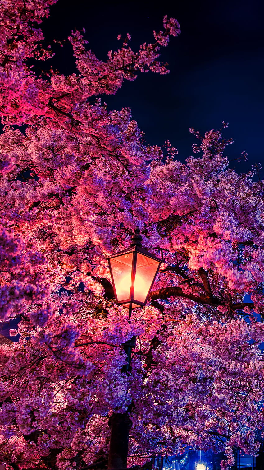 1440x2560 Sakura, Blumen, Laterne, Blüten, Abend, Frühling q Samsung Galaxy S6, S7, Edge, Hinweis, LG G4 Hintergründe, Samsung Frühling HD-Handy-Hintergrundbild