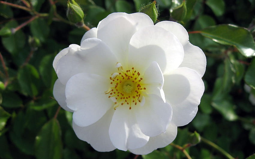 Hauptquartier: Rosenblüten, weiße Wildrose HD-Hintergrundbild