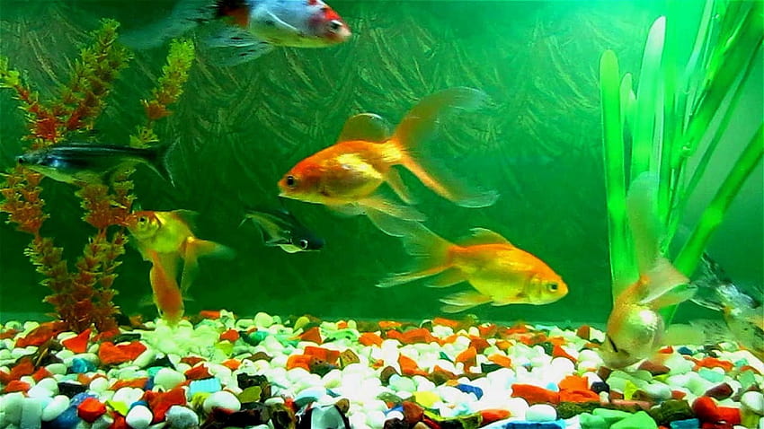5 Ruchome akwarium, żywe ryby Tapeta HD
