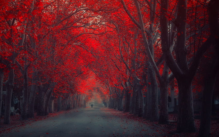 4 Red Tree, anime red tree HD wallpaper
