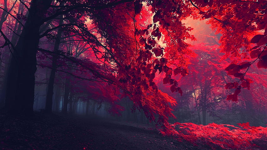 Árboles del bosque rojo » FullWpp, 1920x1080 fondo de pantalla