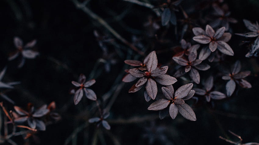 Wet Brown Leaves Dark Aesthetic, estético negro fondo de pantalla