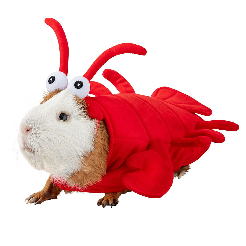 Guinea Pig Halloween Costumes HD phone wallpaper