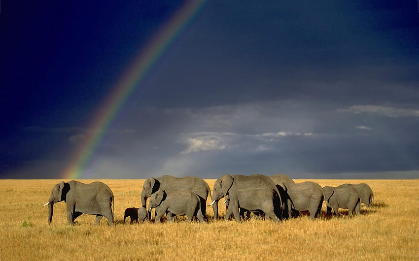Rainbow elephant herd, group of elephants HD wallpaper