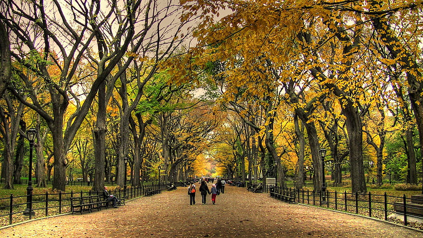 4 Fall Central Park, park in the fall HD wallpaper