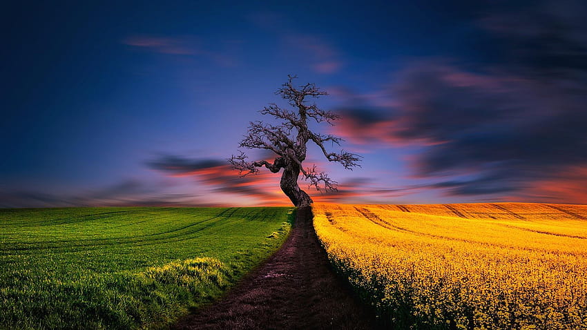 : rapeseed, color, path, lonely tree, rural area, the lonely tree HD wallpaper