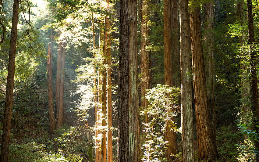 Yosemite Güneş Işığı Sekoya ormanı ağaçları güneş ışını hafif yapraklar, sekoya ağaçları HD duvar kağıdı