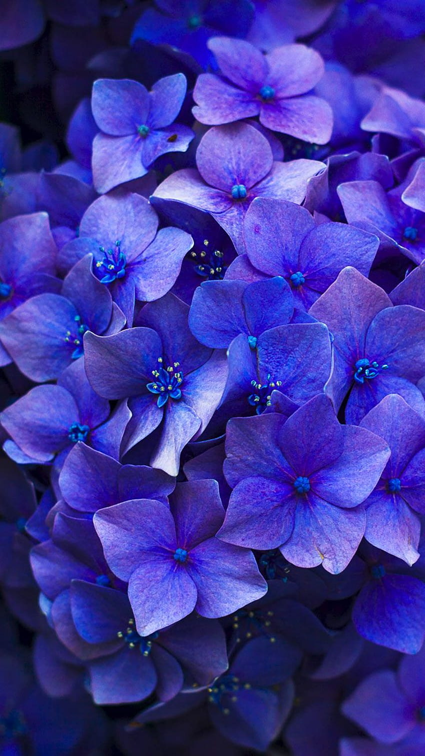 Bạn yêu thích hoa? Hãy trang trí chiếc điện thoại của mình với hình nền Flower HD wallpapers đầy màu sắc và sống động. Hình ảnh hoa tươi tràn đầy sức sống sẽ khiến bạn thích thú mỗi lần nhìn vào màn hình. 