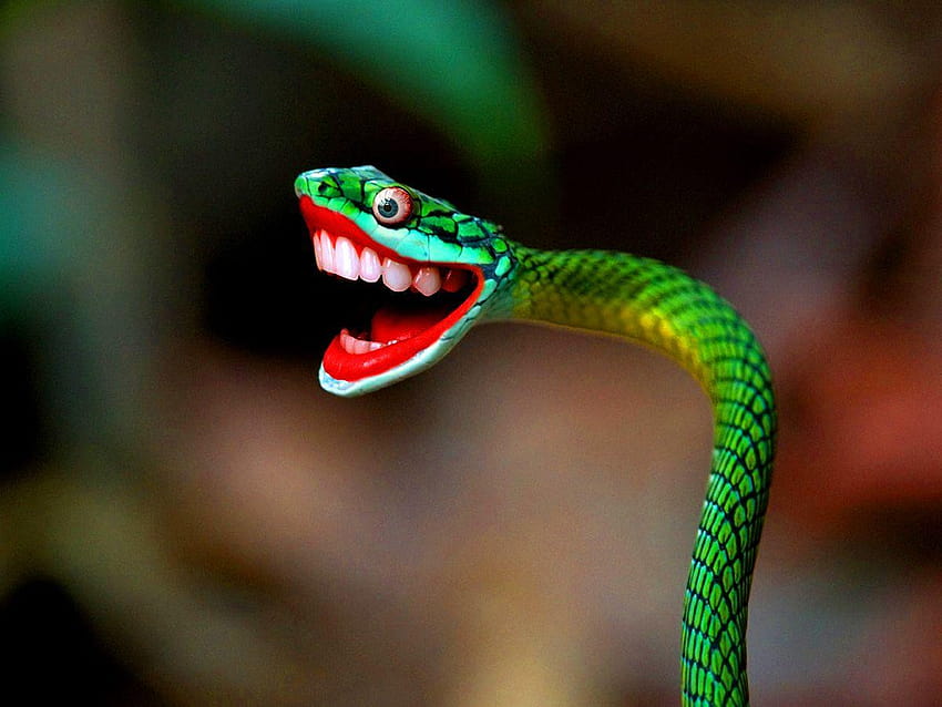 mutlu yılan, trimeresurus popeorum HD duvar kağıdı