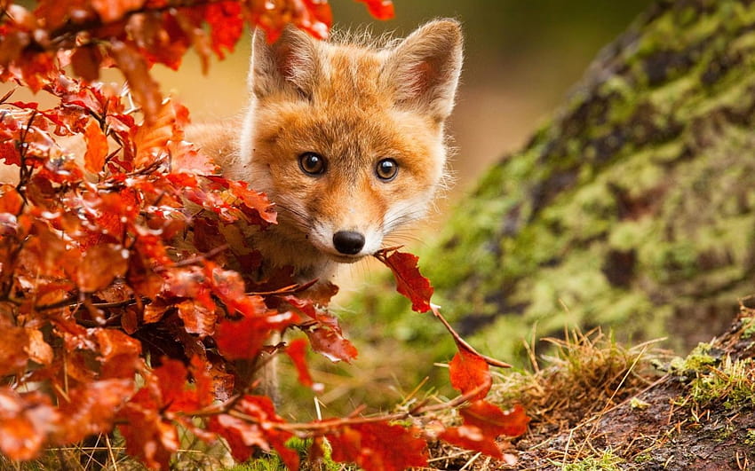 Little fox hiding in the orange leaves in autumn 1440x900, foxes autumn HD wallpaper