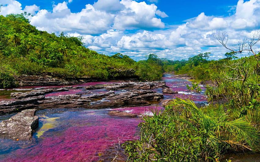 This River in Colombia Turns Into a Liquid Rainbow You Have to See to Believe, cano cristales HD wallpaper