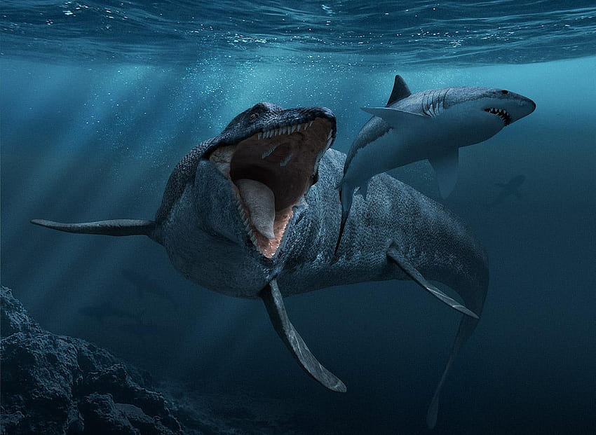 Mosasaurus HD Wallpapers and Backgrounds
