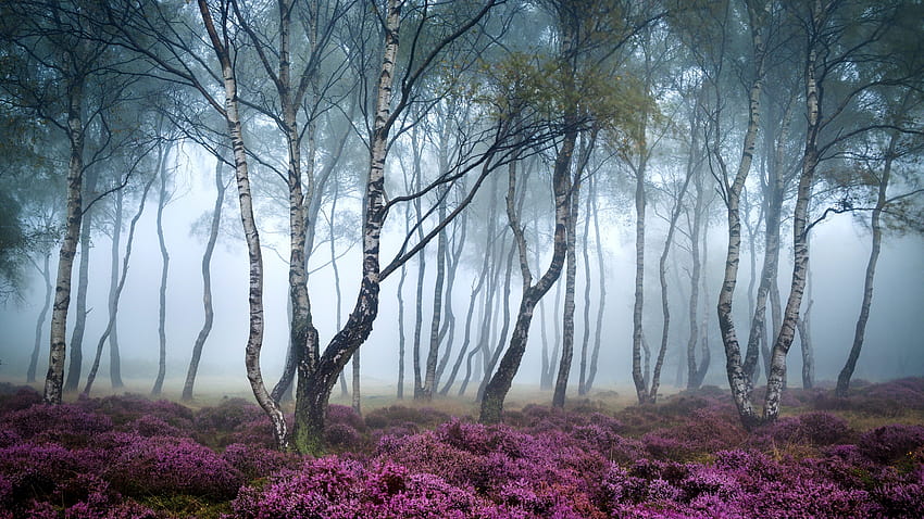 Stanton Moor, Peak District, Wielka Brytania, las, polne kwiaty, mgła, przyroda Tapeta HD