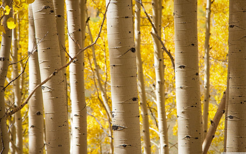 Birch Trees : High Definition : Fullscreen HD wallpaper