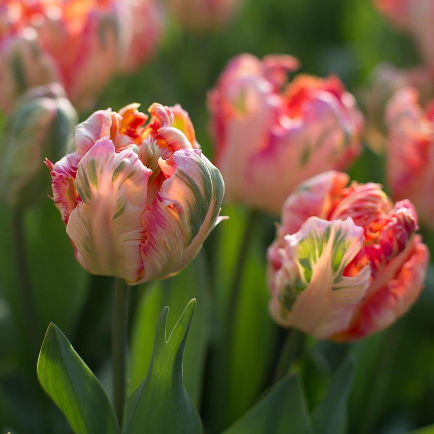 Floret's favorites: Tulips, tulip bulb farm HD phone wallpaper