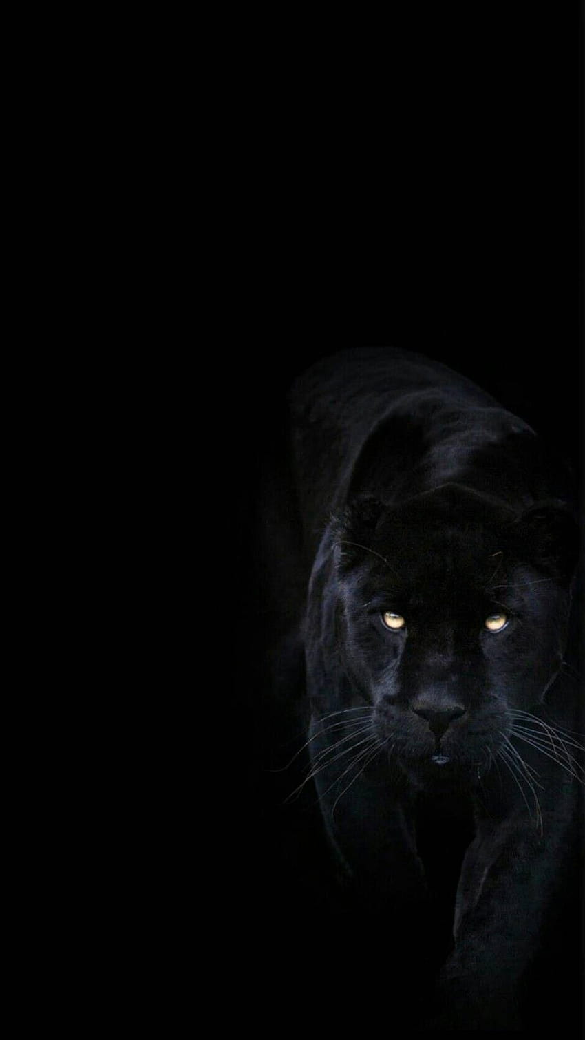.party on Dark im Jahr 2019, ästhetisches Tier des schwarzen Panthers HD-Handy-Hintergrundbild