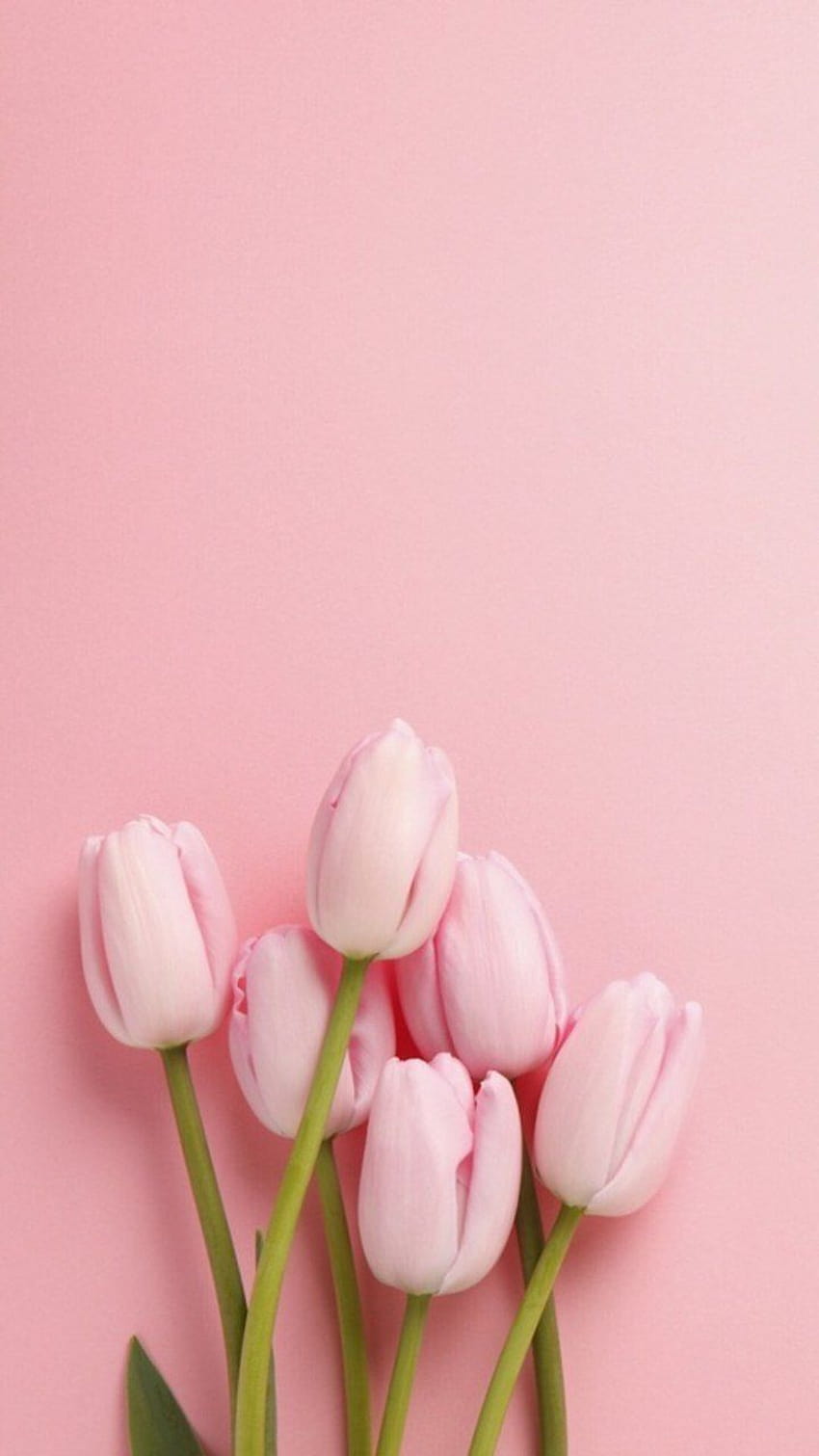 Flauars fiore blumen, primavera tulipano iphone Sfondo del telefono HD