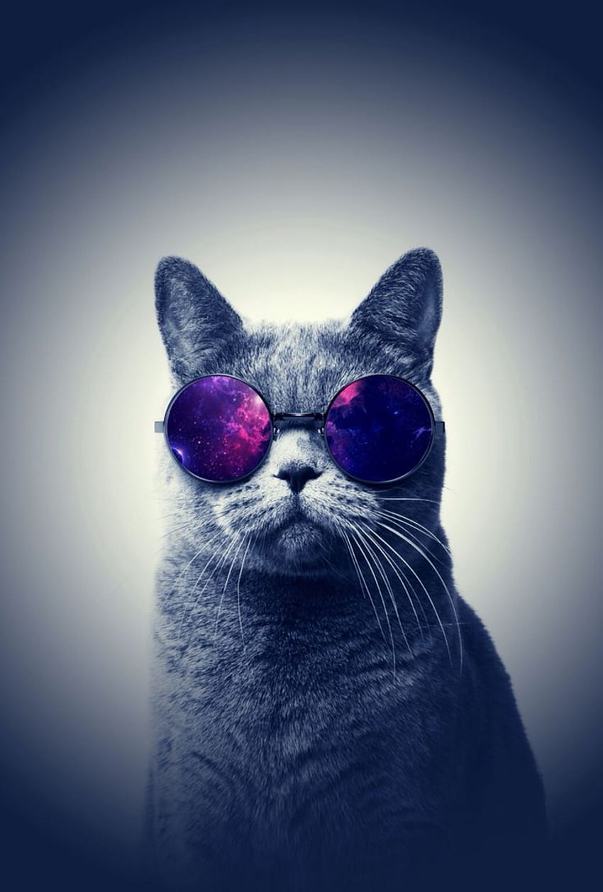 Cool cat, gangster cat HD phone wallpaper | Pxfuel