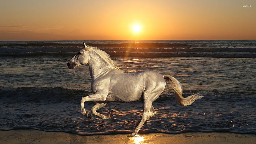 ม้าขาววิ่งบนชายหาด ม้าขาววิ่งบนชายหาด วอลล์เปเปอร์ HD