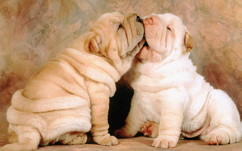 Cute Fat Puppy With Quotes. QuotesGram, chubby puppies HD ...