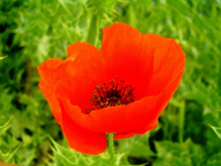 flowers, Poppies / and Mobile Backgrounds, corn poppy HD wallpaper