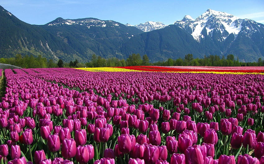 Zadbaj o zadowolenie swoich roślin dzięki następującym wskazówkom >>> Szybki podgląd, góra tulipanów Tapeta HD