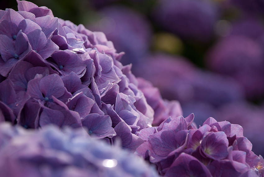 hydrangea Ultra and Backgrounds HD wallpaper