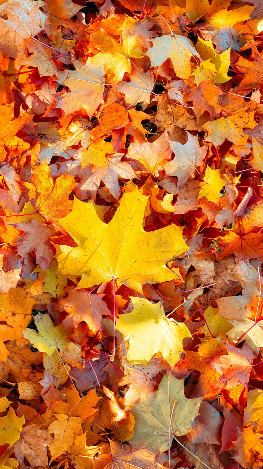 Liście klonu, jesienne liście, opadłe liście, tło liścia, natura, jesienny telefon z gradientem Tapeta na telefon HD