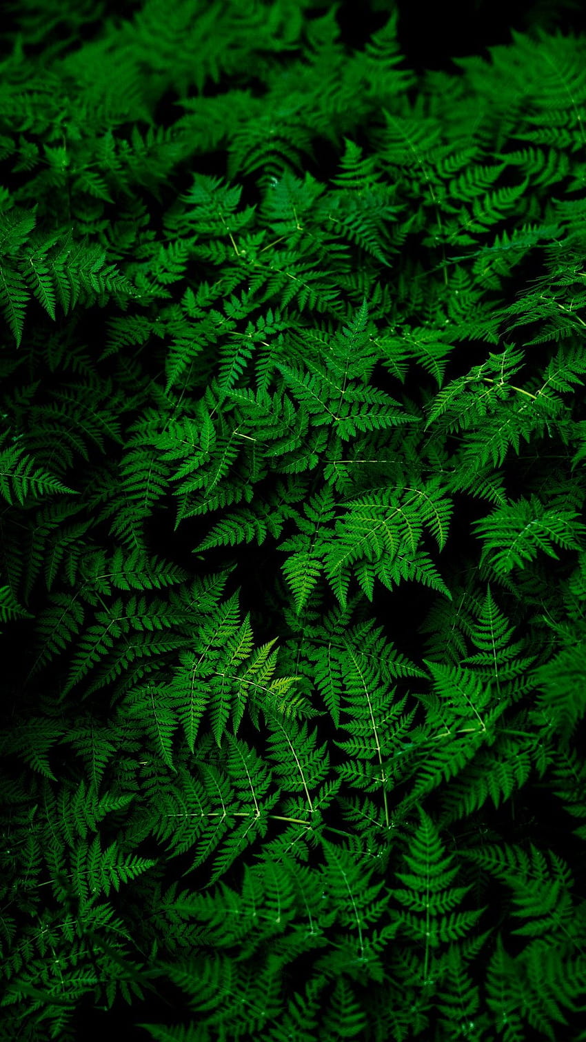 Hojas Planta Verde, planta amoled fondo de pantalla del teléfono