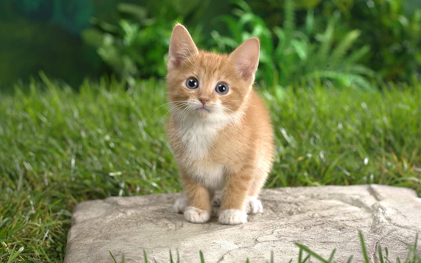 Neugieriges Tabby-Kätzchen, getigerte Kätzchen HD-Hintergrundbild