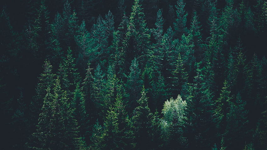 Trees, top view, forest, dark, dark green forest HD wallpaper