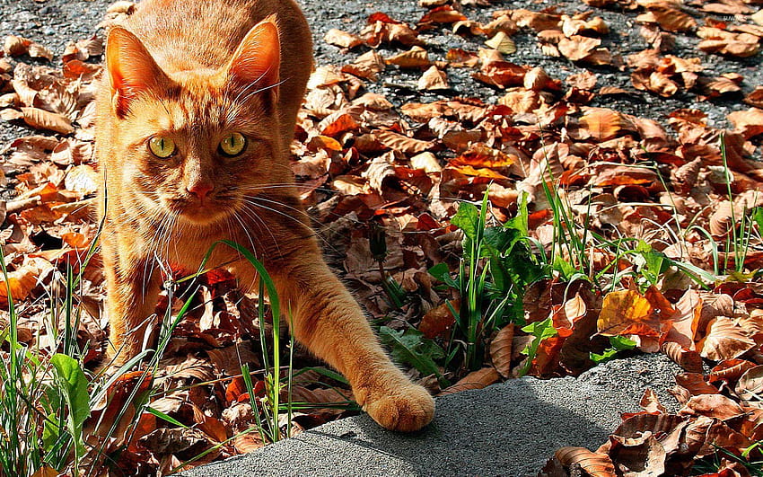 Scared orange cat in the leaves, kitten with leaves HD wallpaper
