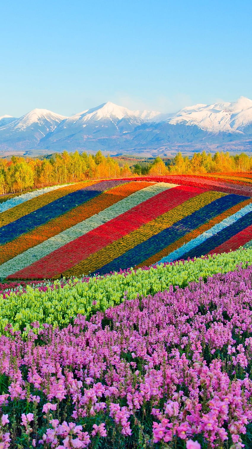 Панорамни цветни градини на Shikisai, цветна градина shikisai no oka HD тапет за телефон