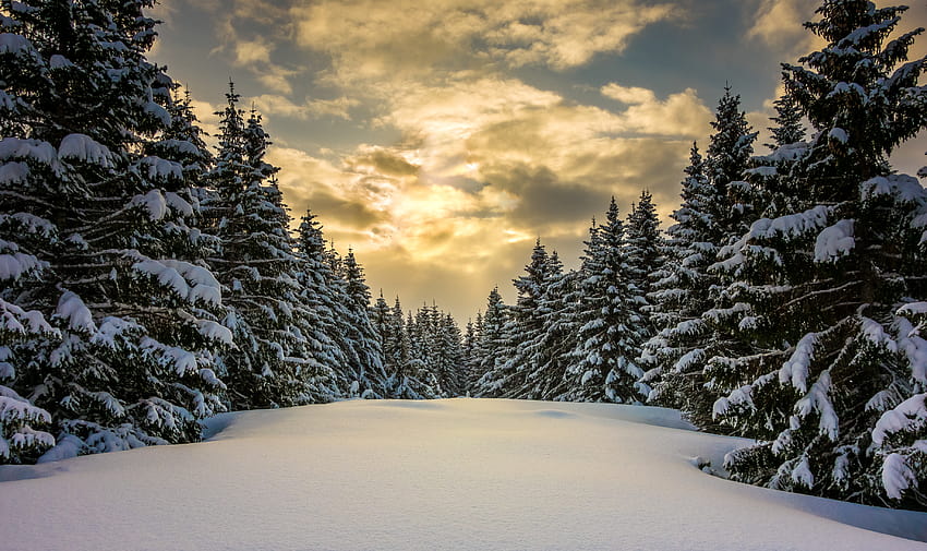 : sunlight, landscape, forest, nature, sky, snow, winter, branch, ice, Norway, evening, morning, frost, horizon, spruce, Sony, Christmas Tree, atmosphere, wilderness, fir, zing, conifer, Troms, Evergreen, cloud, tree, mountain, sn, vinter, winter evergreen forest HD wallpaper