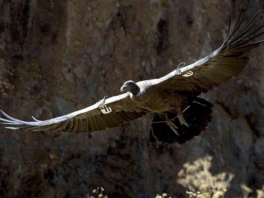 last flight of the condor ...independent.co.uk, andean condor HD wallpaper