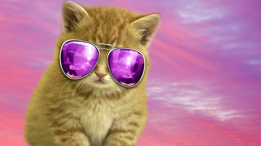 멋진 고양이 배경, 안경을 쓴 고양이 HD 월페이퍼