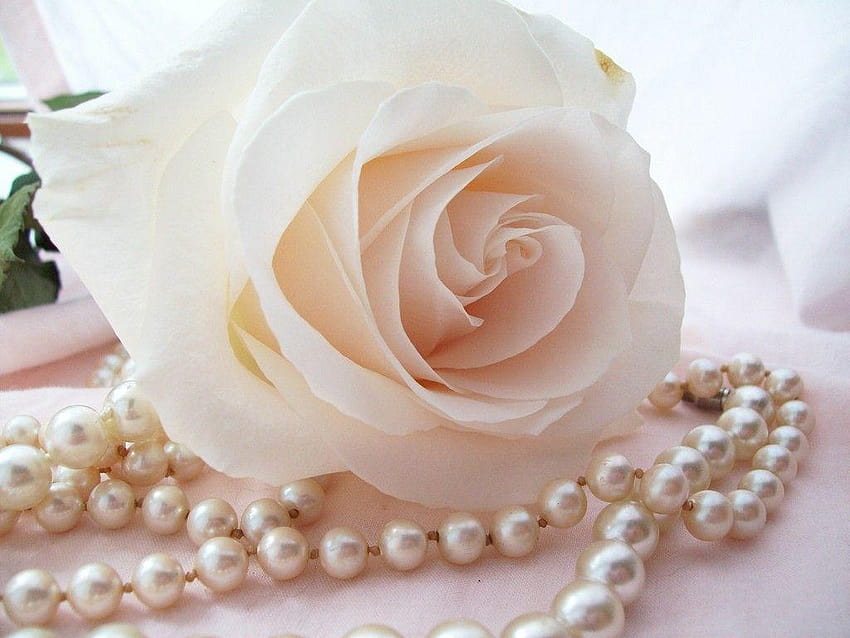 Ivory Tag : Old Fashioned Rose Ivory White Amazing, ivory rose HD wallpaper