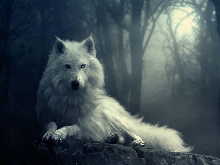 Untuk > Latar Belakang Serigala Putih Keren, latar belakang Wallpaper HD
