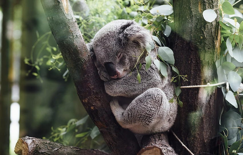 bear, Australian, native, mammal, can, much, How, cuddly, australian koala bear HD wallpaper