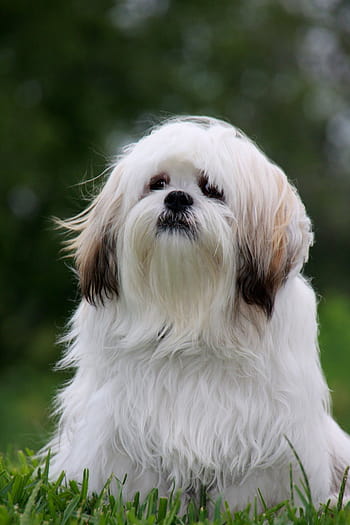 Lhasa Apso Hd Wallpaper 