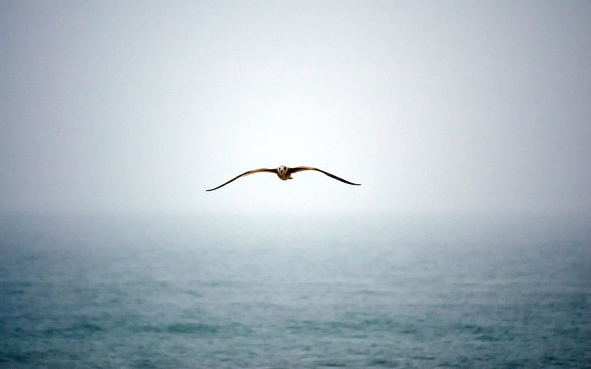 นกทะเลนกทะเล วอลล์เปเปอร์ HD