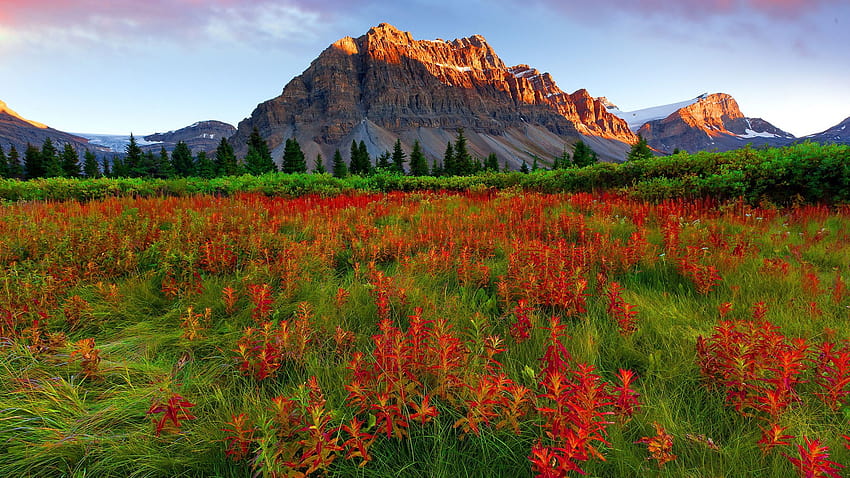 赤い山の花、緑の草、松の木、ロッキー山脈、ロッキー山脈、雪、空、風景、自然 1920x1080 : 13 高画質の壁紙