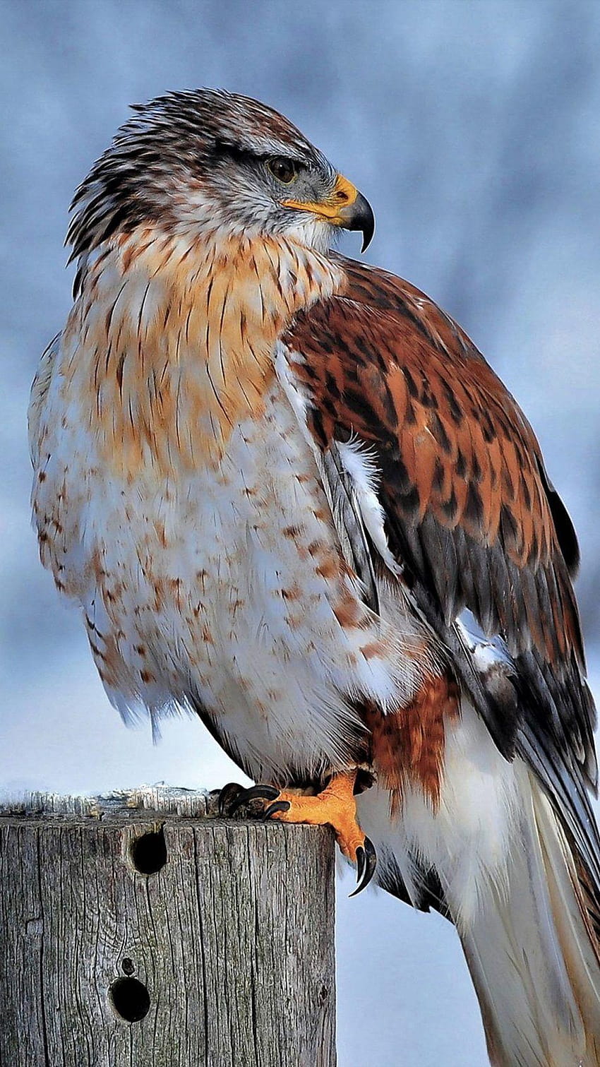 Ferruginous Hawk Winter Snow, burung elang wallpaper ponsel HD
